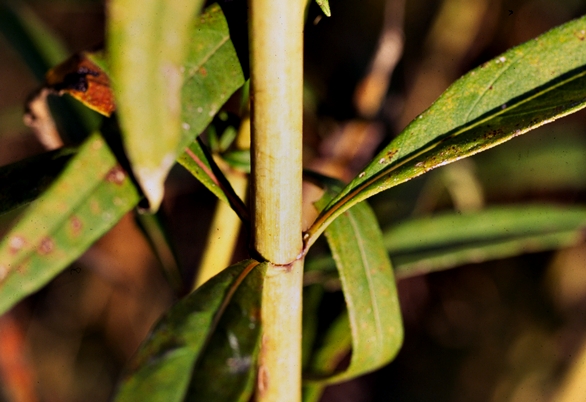 {Helianthus verticillatus}